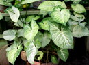 راهنمای نگهداری و پرورش گیاهان آپارتمانی - کالادیوم بیکالر
